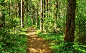 forest trail scene woodland path